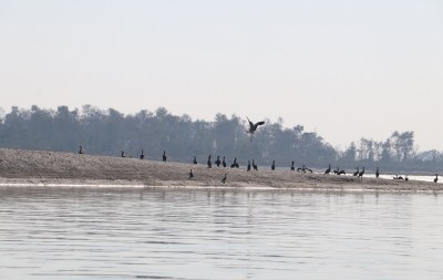 नारायणी नदी क्षेत्रमा ४१ प्रजातिका जलपक्षी भेटिए   